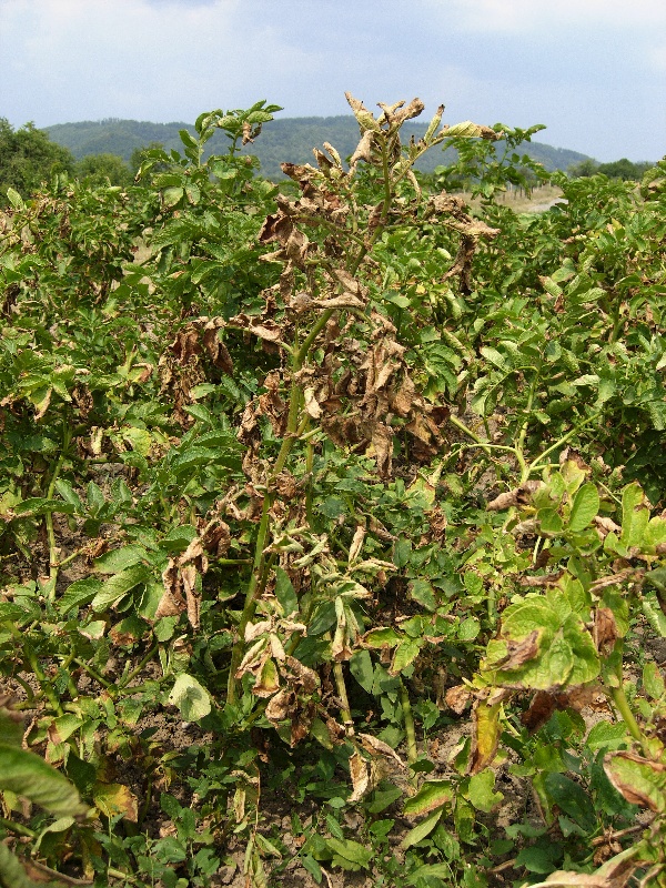 Pl&iacute;seň bramboru