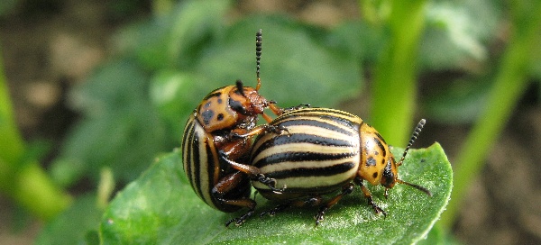 Mandelinka bramborov&aacute;