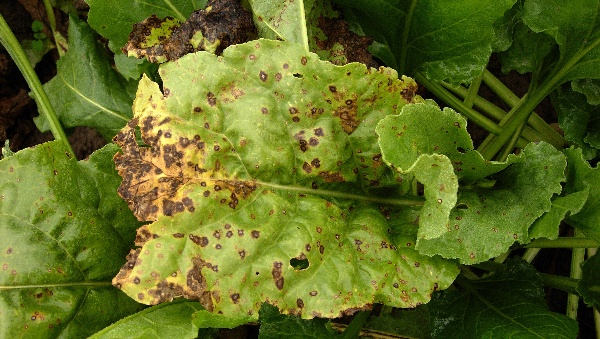 Skvrnatička řepn&aacute;