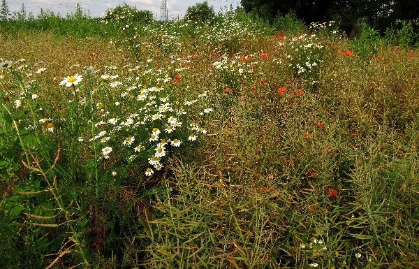 Konkurenci plevelů v&nbsp;řece je třeba zamezit včas