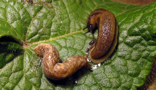 Slim&aacute;ček poln&iacute;, slim&aacute;ček s&iacute;ťkovan&yacute;