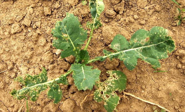 Požerky způsoben&eacute; dřepč&iacute;ky