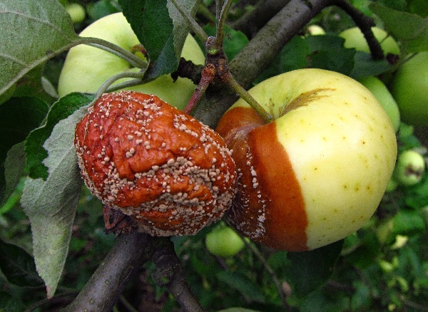 Moniliov&aacute; hniloba plodů