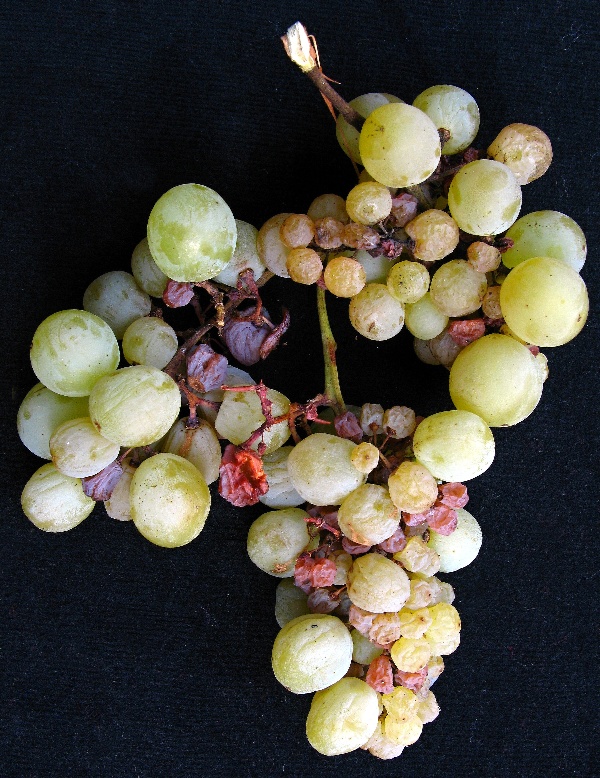 Odum&iacute;r&aacute;n&iacute; třapiny hroznů