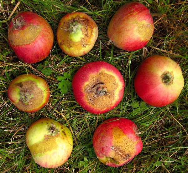 Po&scaron;kozen&iacute; plodů pozdn&iacute;mi mrazy může b&yacute;t zaměněno za strupovitost