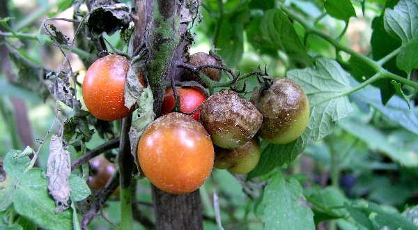 Pl&iacute;seň rajčat