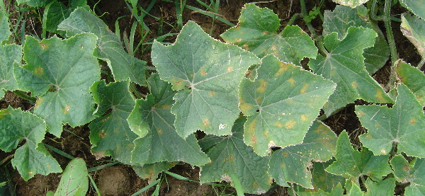 Pl&iacute;seň d&yacute;ňovit&yacute;ch (okurkov&aacute;)