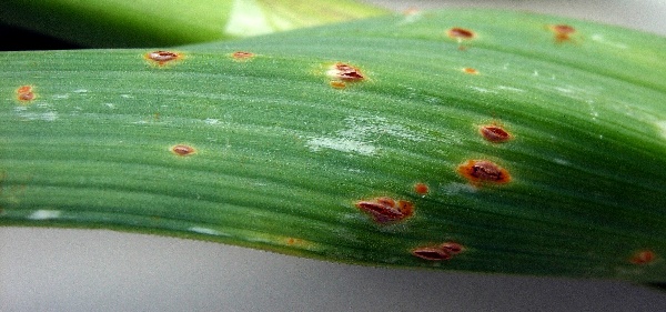 Rzivost česnekovit&yacute;ch