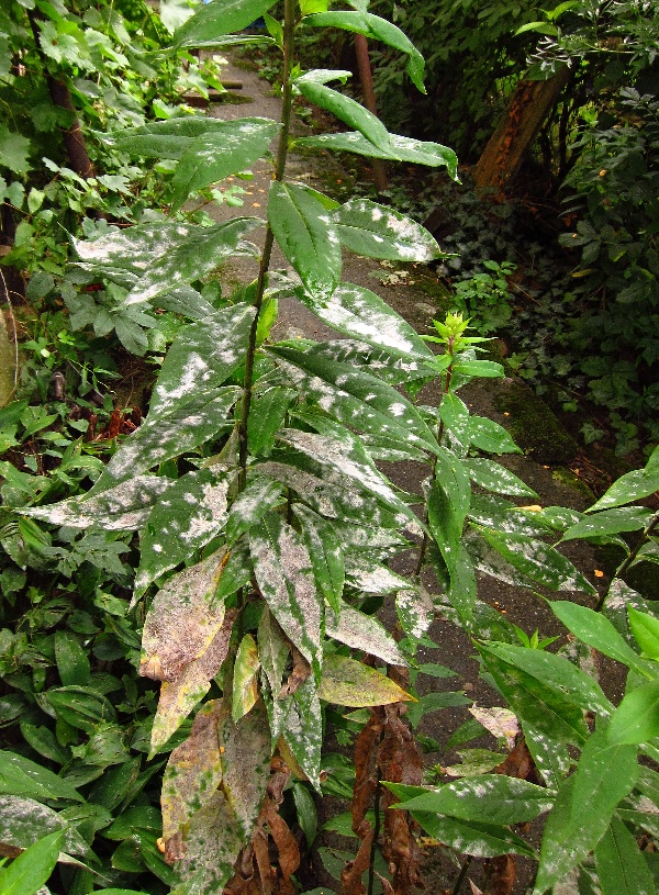 Padl&iacute; rdesnov&eacute; na floxu