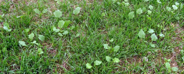 V&yacute;drol obilnin v&nbsp;řepce