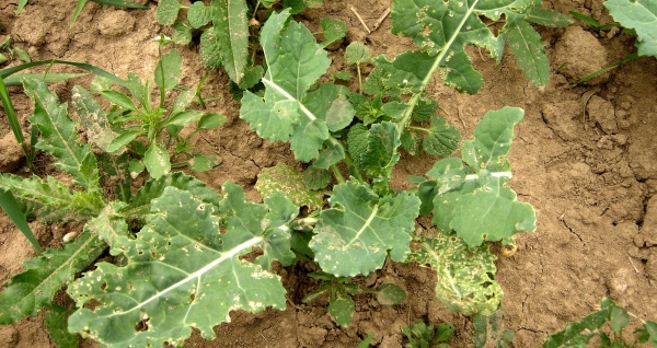 Řepka po&scaron;kozen&aacute; dřepč&iacute;ky