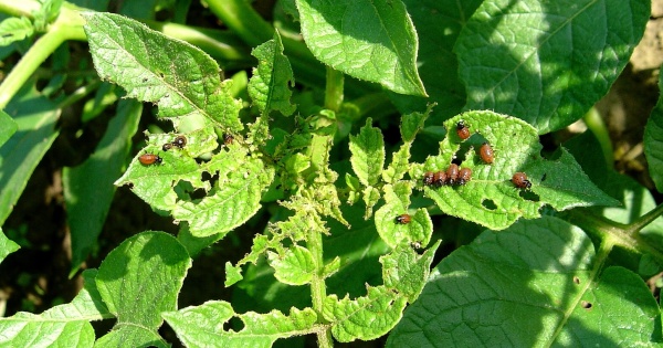 Druh&aacute; generace mandelinky bramborov&eacute;