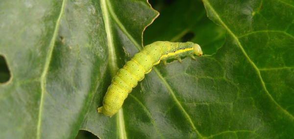Můra kapustov&aacute; na cukrovce