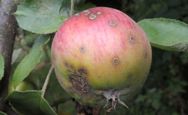 Strupovitost na jablku