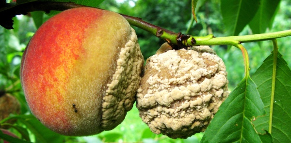 Moniliov&aacute; hniloba na broskvi