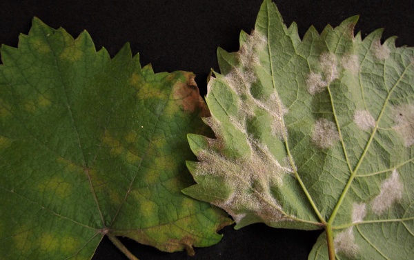 Pl&iacute;seň r&eacute;vy na listu