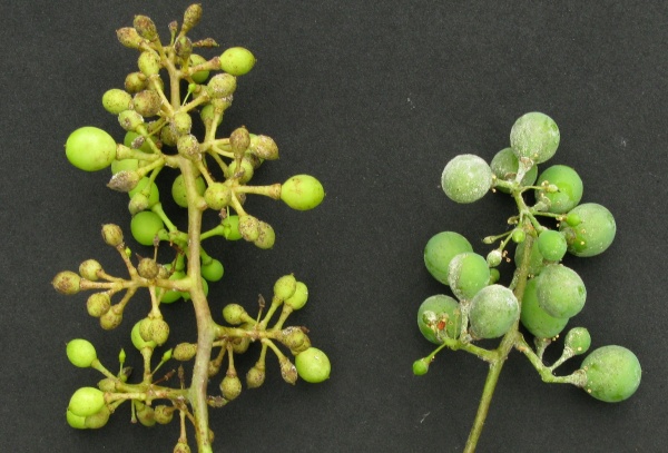 Pl&iacute;seň r&eacute;vy a&nbsp;padl&iacute; r&eacute;vy na bobul&iacute;ch