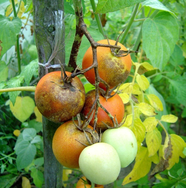 Pl&iacute;seň rajčat