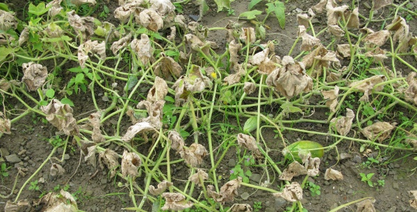 Pl&iacute;seň okurky (d&yacute;ňovit&yacute;ch)