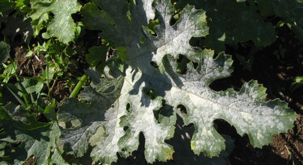 Padl&iacute; na cuket&aacute;ch