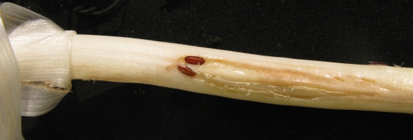 Vrtalka p&oacute;rov&aacute;