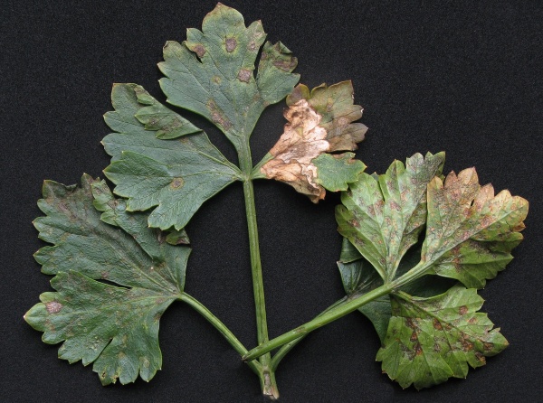 Septoriov&aacute; skvrnitost listů celeru