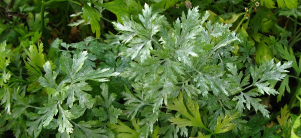 Padl&iacute; miř&iacute;kovit&yacute;ch na petrželi