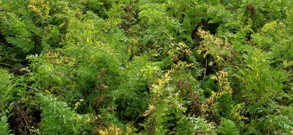 Such&aacute; skvrnitost listů mrkve