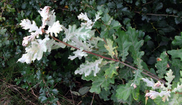 Padl&iacute; dubov&eacute;