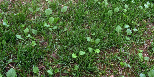 V&yacute;drol obilnin v&nbsp;řepce