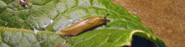 Slim&aacute;ček poln&iacute;