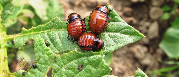 Druh&aacute; generace mandelinky bramborov&eacute; přezimuje v&nbsp;půdě