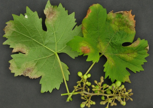 Pl&iacute;seň r&eacute;vy