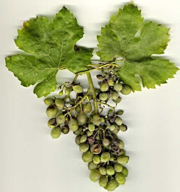 Padl&iacute; r&eacute;vy