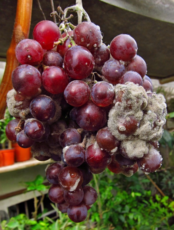 &Scaron;ed&aacute; hniloba hroznů r&eacute;vy