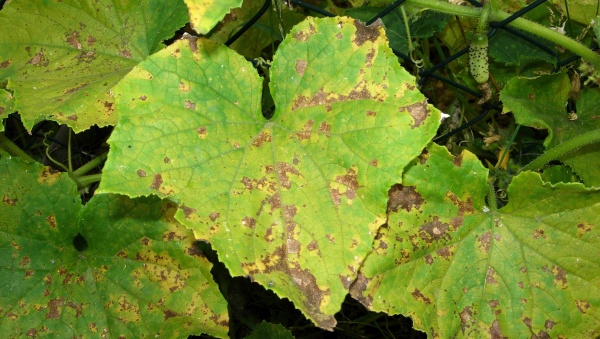 Pl&iacute;seň okurky (d&yacute;ňovit&yacute;ch) na listech