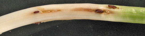 Vrtalka p&oacute;rov&aacute;