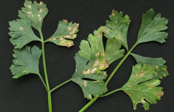 Septoriov&aacute; skvrnitost listů celeru