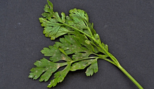 Padl&iacute; miř&iacute;kovit&yacute;ch na petrželi