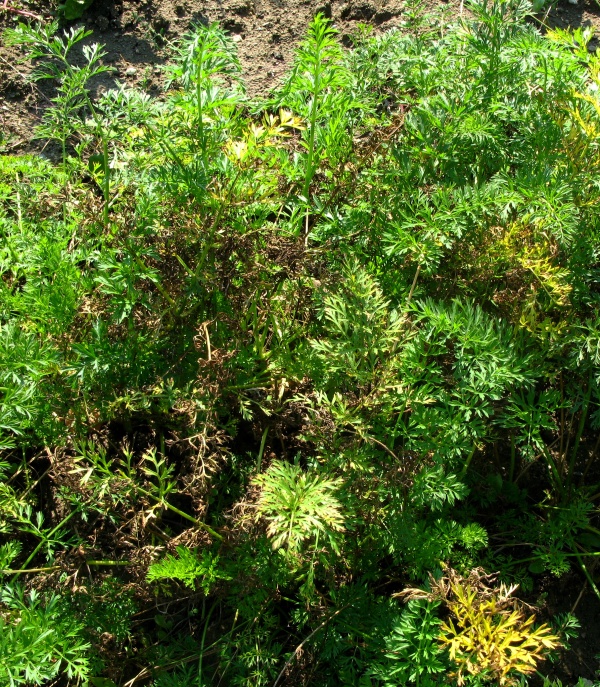 Such&aacute; skvrnitost listů mrkve