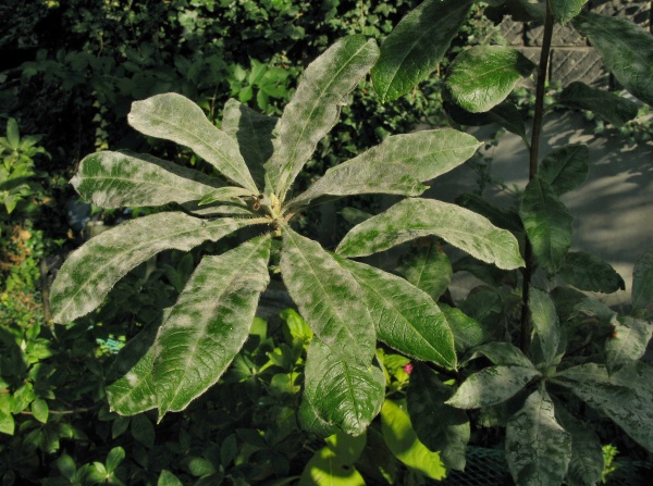 Padl&iacute; na listech azalky