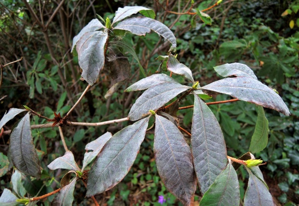 Padl&iacute; na listech azalky