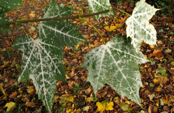 Padl&iacute; na listech javoru