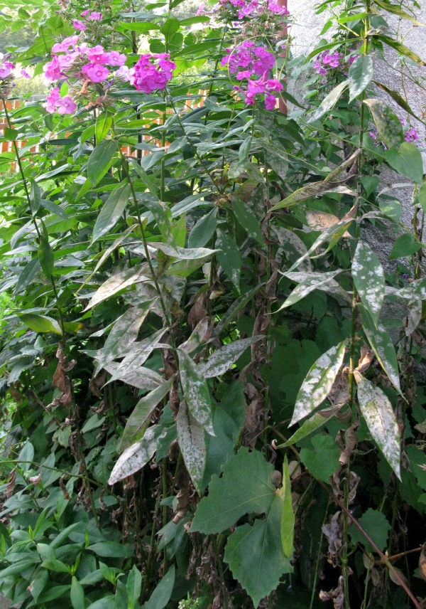 Padl&iacute; rdesnov&eacute;