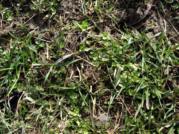 Zaplevelen&iacute; ozim&eacute; p&scaron;enice