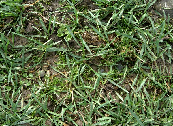 Zaplevelen&iacute; ozim&eacute; p&scaron;enice