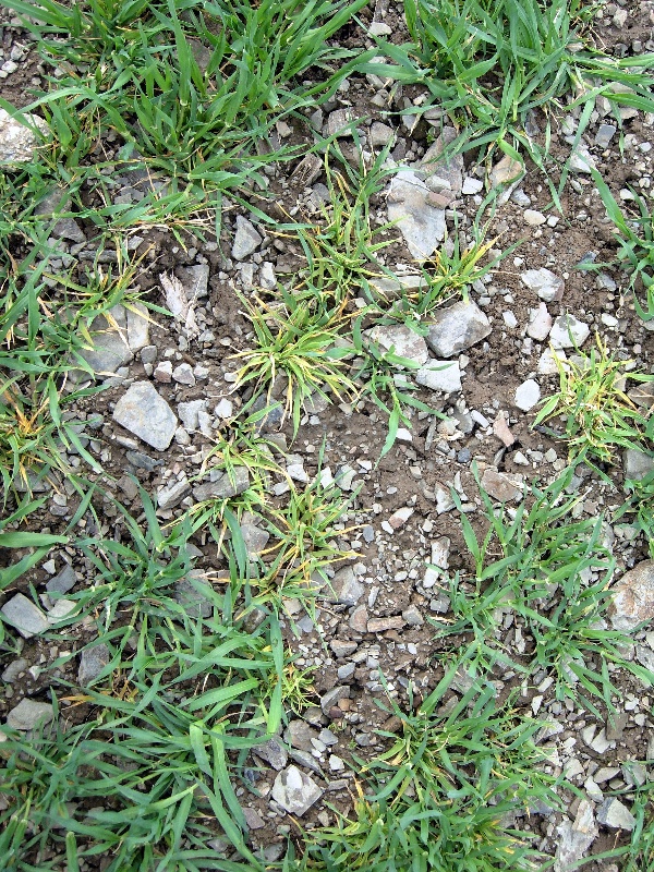 Př&iacute;znaky virov&eacute; zakrslosti obilnin