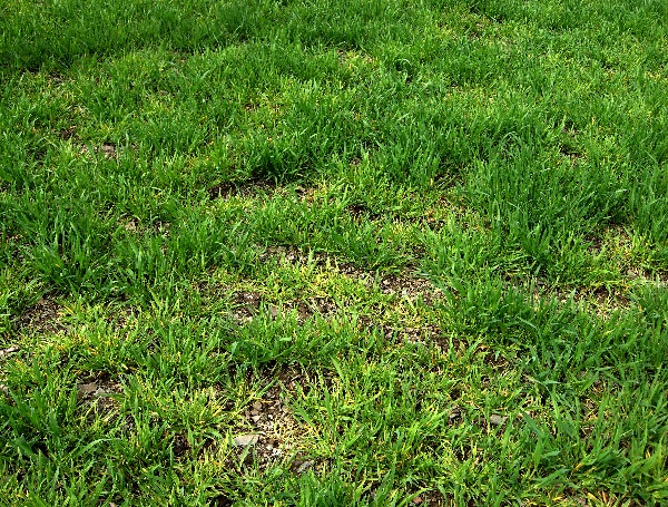 Př&iacute;znaky virov&eacute; zakrslosti obilnin