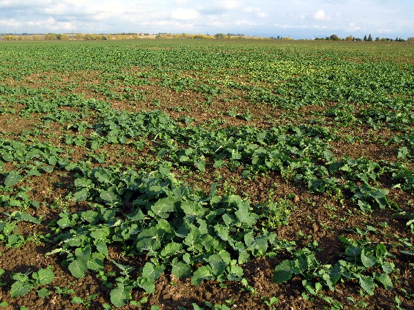 Nestejnoměrn&aacute;, přerostl&aacute; řepka na podzim bez regulace 