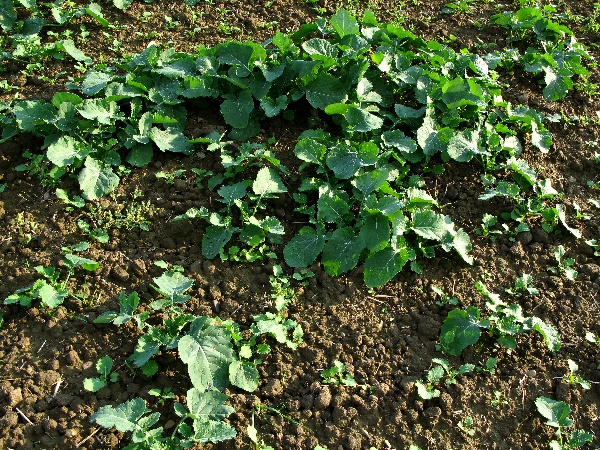 Nestejnoměrn&aacute;, přerostl&aacute; řepka na podzim bez regulace 